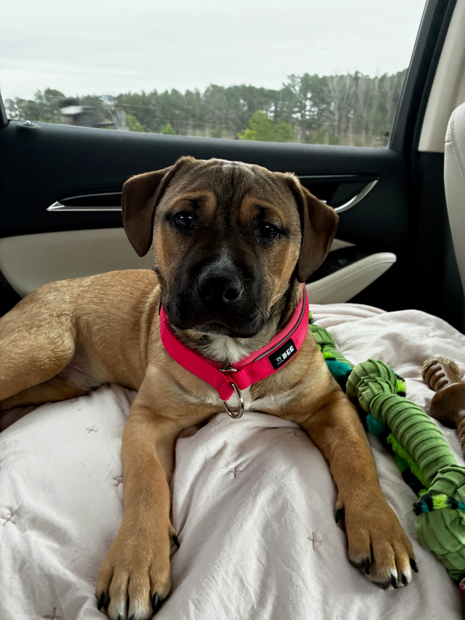 BEG SnugSafe Luxe – Premium, No-slip, padded Martingale Collar
