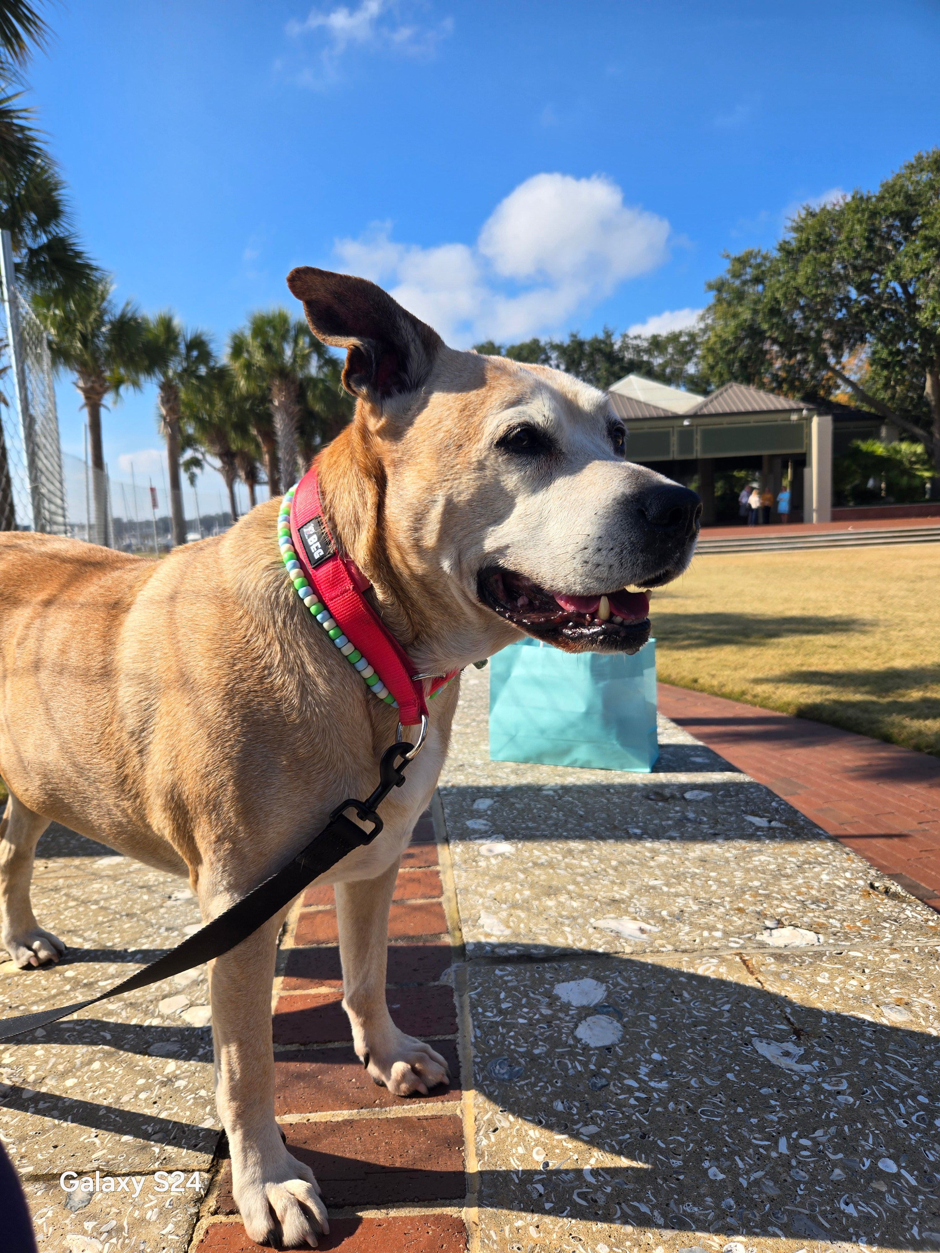 BEG SnugSafe Luxe – Premium, No-slip, padded Martingale Collar
