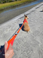 BEG Bungee Buddy Leash (Pop Series)