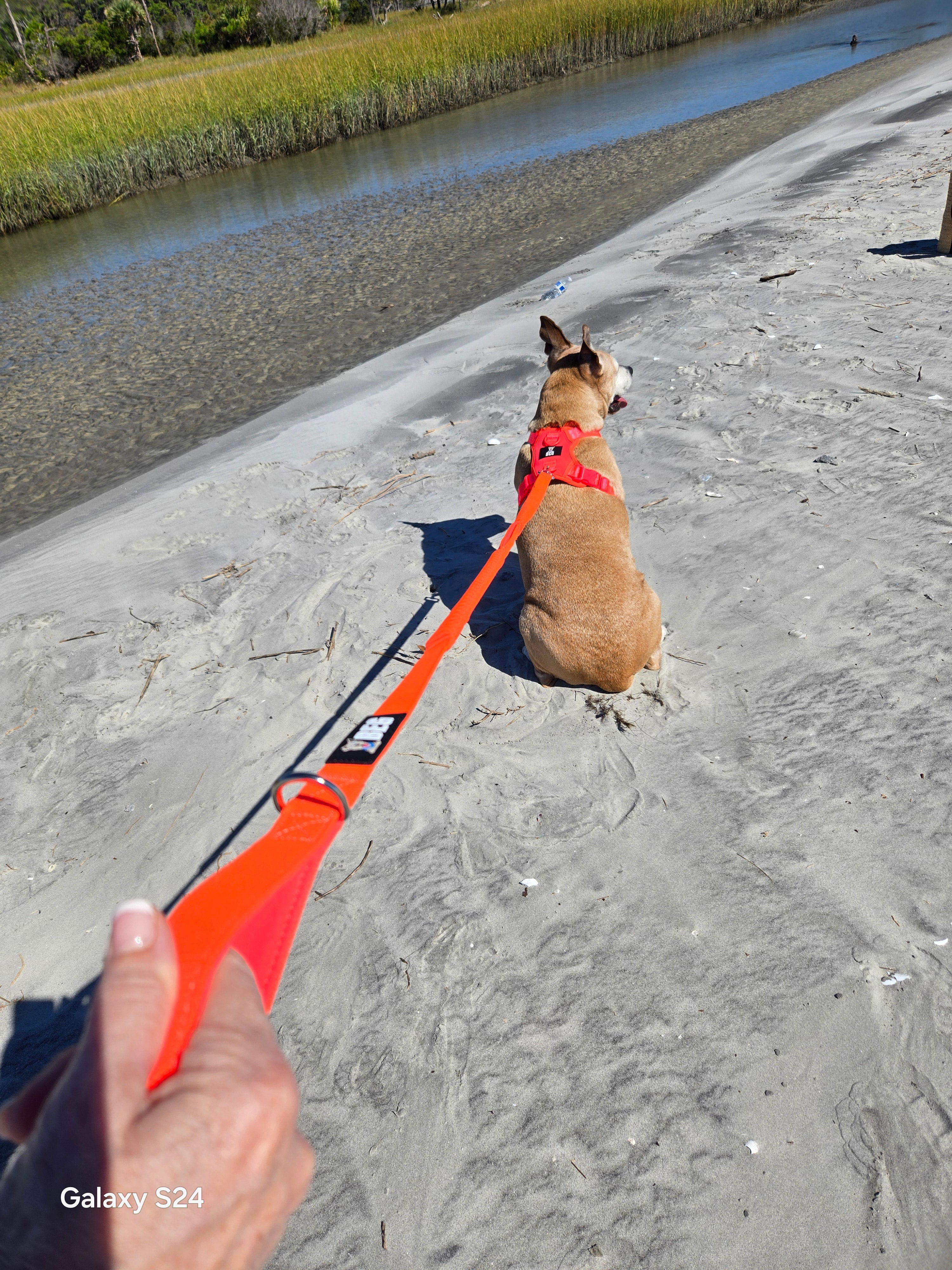 BEG Bungee Buddy Leash (Pop Series)