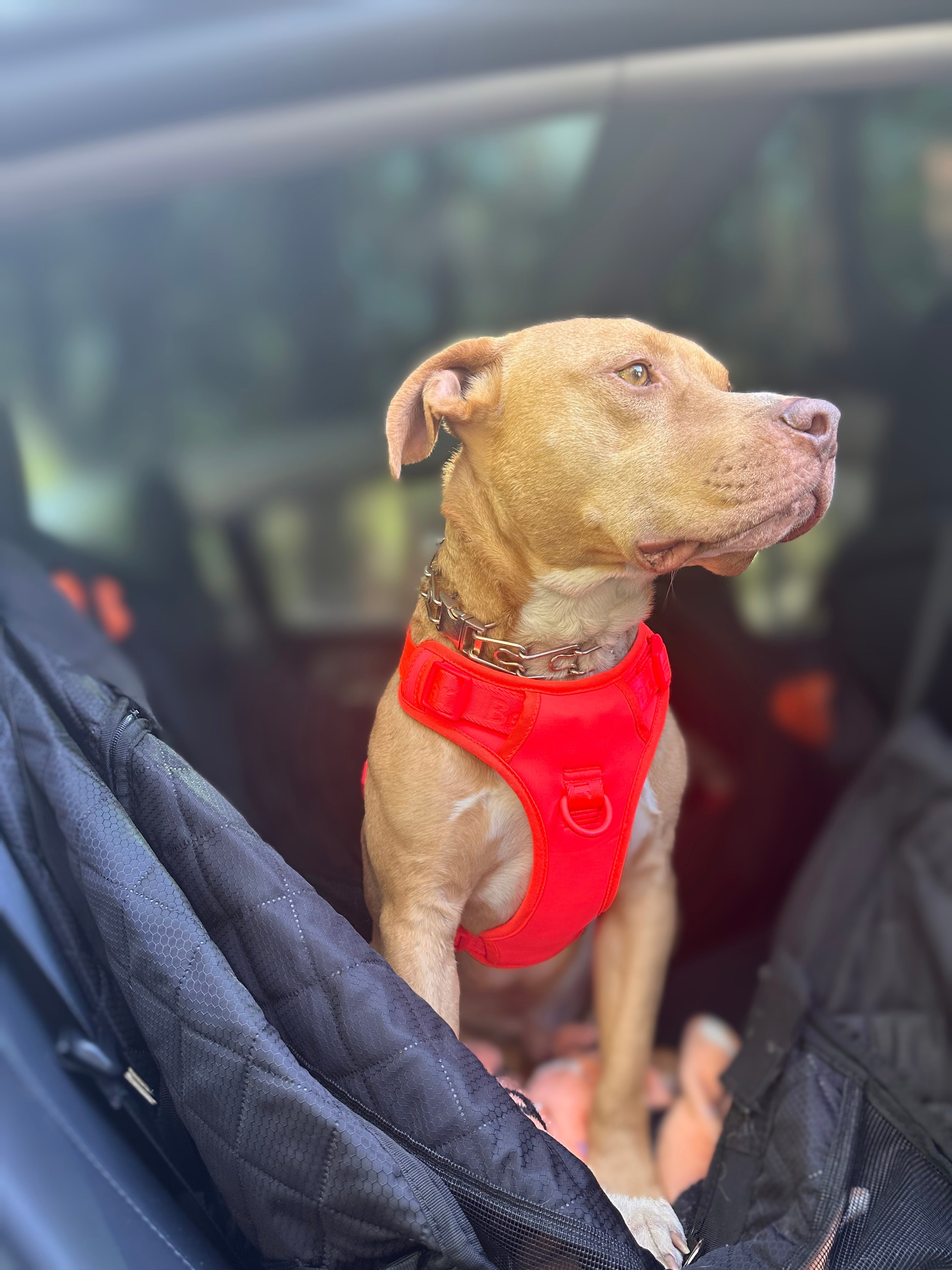 BEG Voyager Pop Series Harness