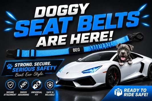 The Bungee Buckle-Seat Belt 🐾