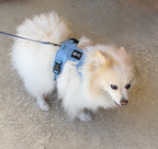 Adventure Luxe – Bold Lightweight Luxury Harness