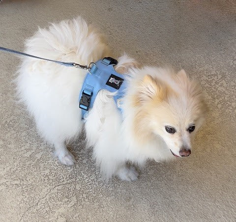 Adventure Luxe – Bold Lightweight Luxury Harness